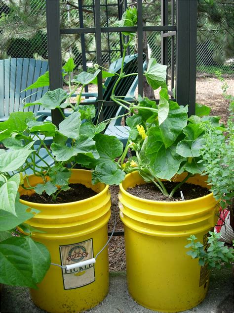 You cannot just grab some soil from your garden. Container Gardens Regular 5 Gallon Bucket Container ...