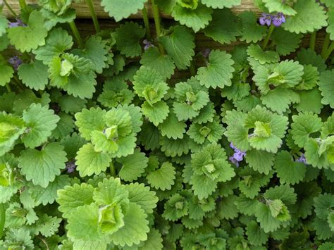 Ground Ivy Tincture Harvest Those Weeds — Cats And Cardamom
