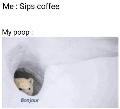 Sips Coffee Bonjour Bear Know Your Meme