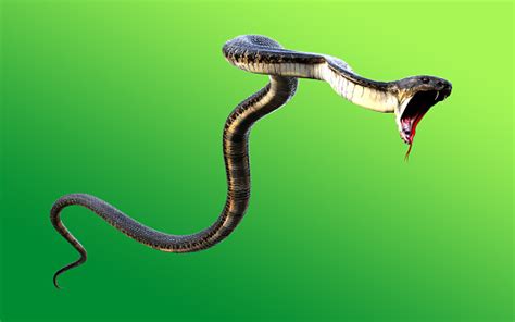 3d King Cobra Black Snake Stock Photo Download Image Now Istock