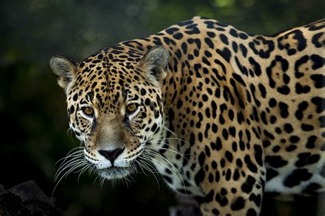 Jaguar Spirit Animal Symbolism Meaning And Messages