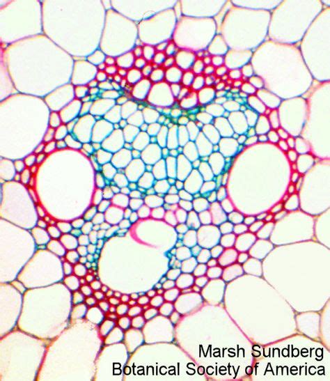 Zea Mays Stem Vascular Bundle Vascular Plant Tissue