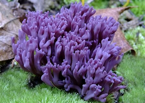 Amethyst Coral Fungus Project Noah