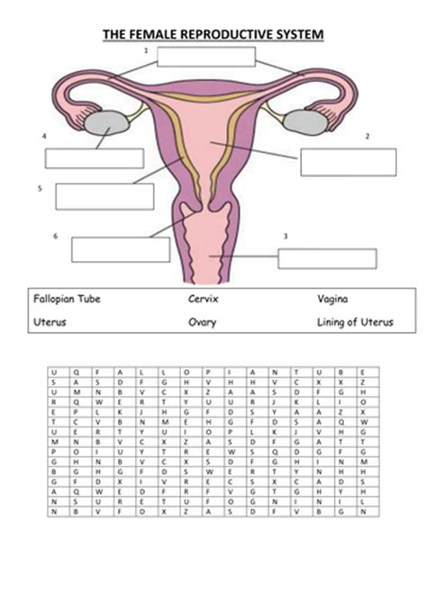 Female Reproductive System By Vinnie254 Teaching