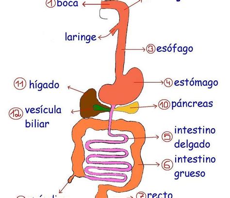 Yaiiii Esquema Del Sistema Digestivo