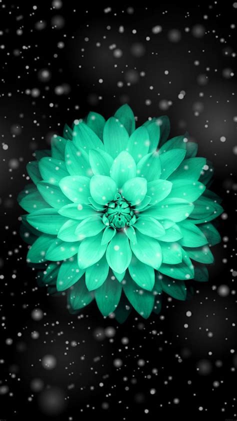 Wallpaper Of Beautiful Teal Flower💙 Pretty Wallpapers