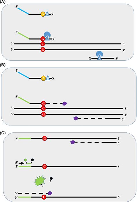 Schematic Of The Rhamp Snp Genotyping System A Snp Allele C Template