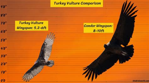 Turkey Vulture Size How Big Are They Compared To Others