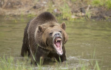 Update Cyclist Fends Off Grizzly Bear With Knife In Bc Backcountry