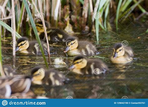 Pato Silvestre Wilde Eend Platyrhynchos De Las Anecdotarios Foto De