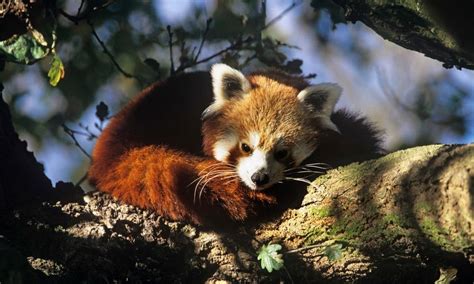 Red Pandas Climate Change And The Fight To Save Forests