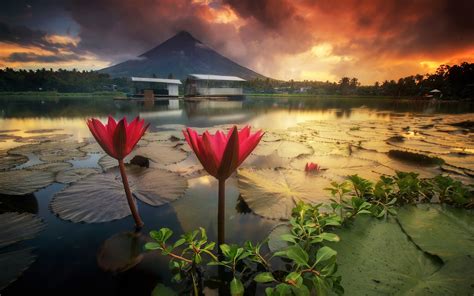 Download Wallpapers Mayon Volcano Water Lilies Sunset Mount Mayon