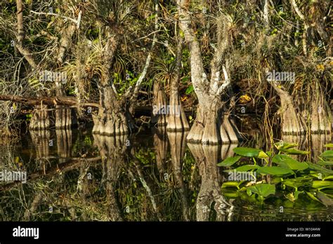 Cypress Trees In The Everglades National Park Florida Usa Stock Photo