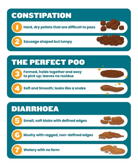 Vet Approved Cat Stool Chart Decoding Your Cats Poop 41 Off
