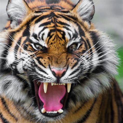 10 New Angry Tiger Wallpaper Hd 1080p Full Hd 1920×1080