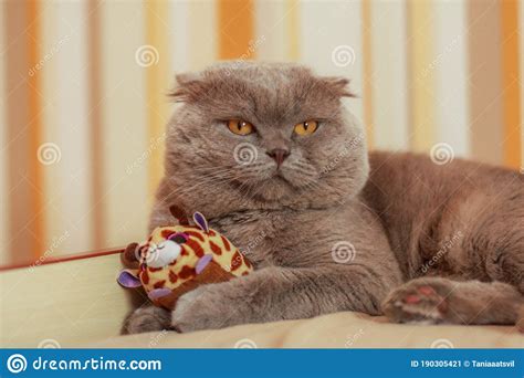 Funny Grey Cat With Yellow Eyes And A Toy Stock Image Image Of Lights