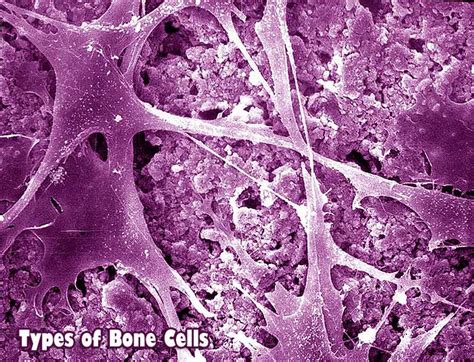 Types Of Bone Cells Osteoclasts Osteoblasts And Osteocytes