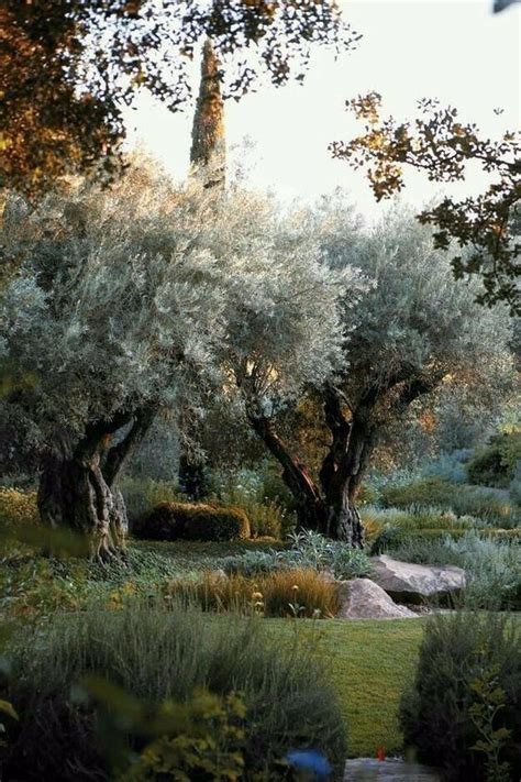 Pin By Agapi On Love Olive Tree Olive Trees Landscape Tree