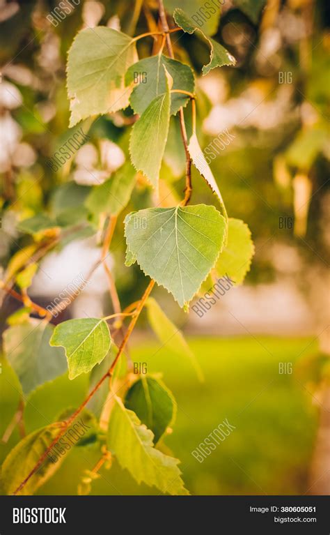 Branch Birch Tree Image And Photo Free Trial Bigstock