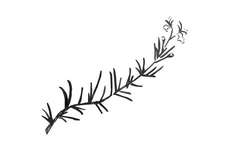 rosemary png clipart background png play