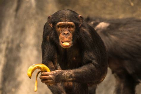 2600 Chimpanzee Banana Stock Photos Pictures And Royalty Free Images