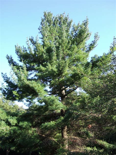 10 Best Evergreen Trees For Privacy And Year Round Greenery In 2021