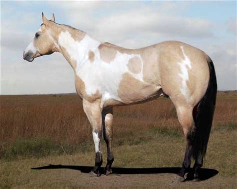 Explore horses for sale in the world's largest horse classifieds marketplace with over 50,000 horse listings. Tobiano Buckskin Paint Horse - Kuroi