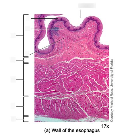Esophagus Wall Histology Diagram Quizlet The Best Porn Website