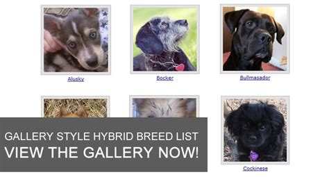 Hybrid Dogs Information And Pictures Mixed Breeds Designer Dogs