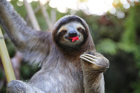 Esta sección se encarga de los más conocidos como caballos, cerdos y aves como así. Di no al "selfie" con animales silvestres - Blog de Hogarmania