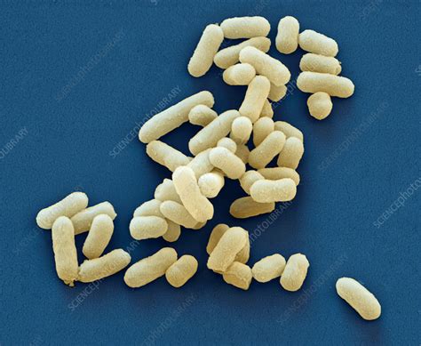 Escherichia Coli Bacteria Sem Stock Image B2300285 Science