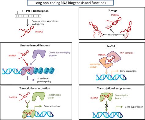 Frontiers Non Coding Rnas In Psychiatric Disorders And
