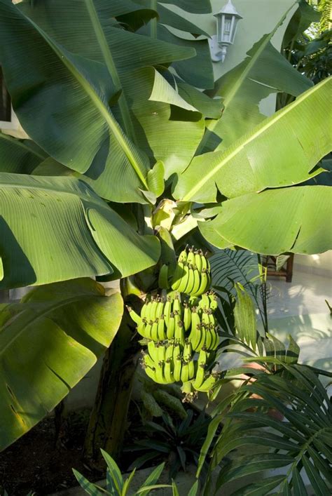 Banana Trees Tips And Tricks For Tons Of Fruit Banana Tree Banana