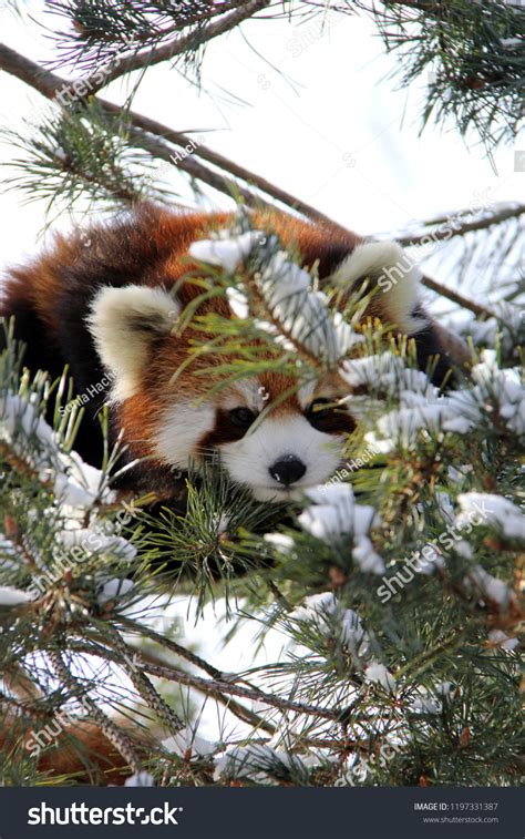 Red Panda Hiding Snowy Tree Stock Photo 1197331387 Shutterstock