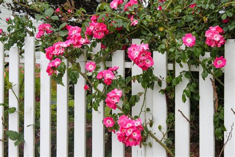 Dos And Donts Of Fence Vines Pittsburgh Fence Co Inc