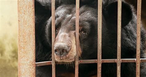 Bringing An End To Bear Bile Farming In Vietnam Animal Welfare Institute
