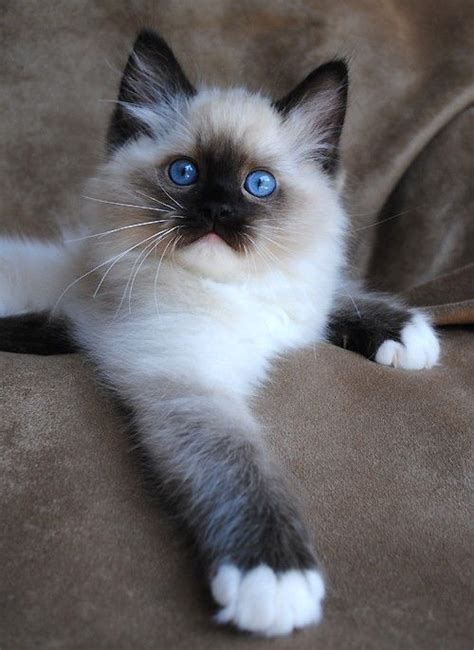 66 Best The Seal Point Birman Cats I Love Images On Pinterest