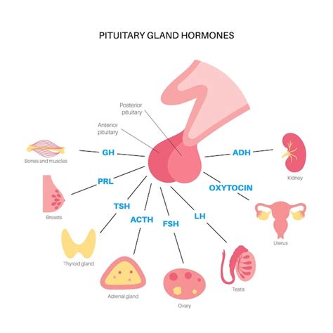 Premium Vector Pituitary Gland Anatomy Human Endocrine System Brain