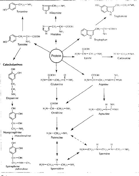 In insects, these small organic compounds act as neurotransmitters, neuromodulators, and neurohormones. Figure 1 from Biogenic amines and their production by microorganisms in food | Semantic Scholar