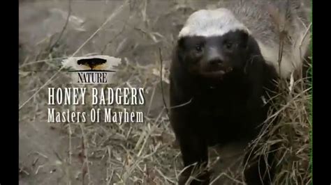 Nature Honey Badgers Masters Of Mayhem Preview Youtube