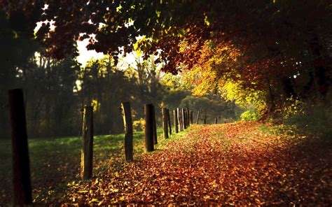 Autumn Path And Fences Wallpapers Autumn Path And Fences