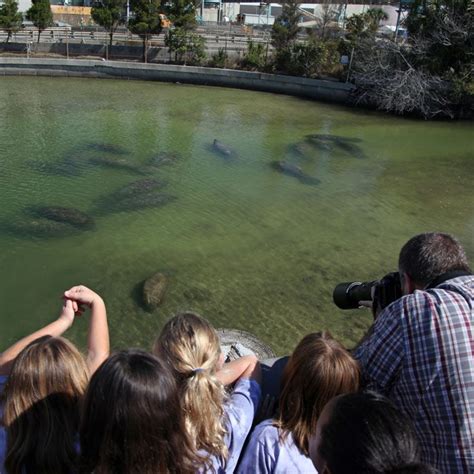 1000 Images About Manatee Viewing Center Apollo Beach Fl On Pinterest