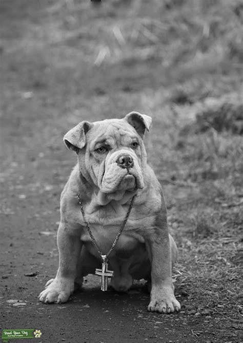 English Bulldog Available For Stud Stud Dog In Durham United Kingdom