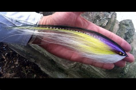 Jason Taylor S Fly Tying For Striper Photo Fly Dreamers