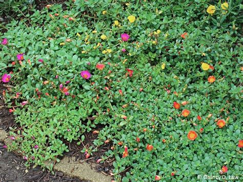 Purdue Turf Tips Weed Of The Month For July 2015 Is Common Purslane