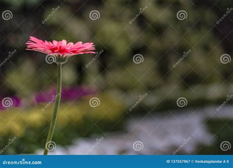 Simplify Red Daisy Flower Landscape With Blurred Background Stock
