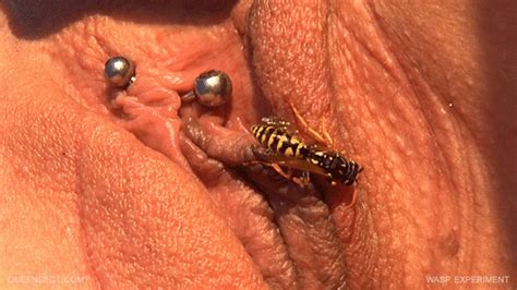 Wasp Pussy Torture Cumception Hot Sex Picture