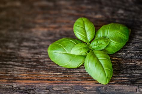 Basil Leaf Herb Free Stock Photo Public Domain Pictures