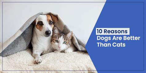 10 Reasons Dogs Are Better Than Cats Pet Boarding Gurgaon