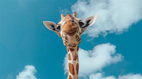 Lange Hälse Lange Beine Warum Haben Giraffen Flecken
